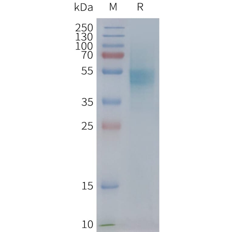 SDS-PAGE - Synthetic Nanodisc Human CXCR1 Protein (A317336) - Antibodies.com
