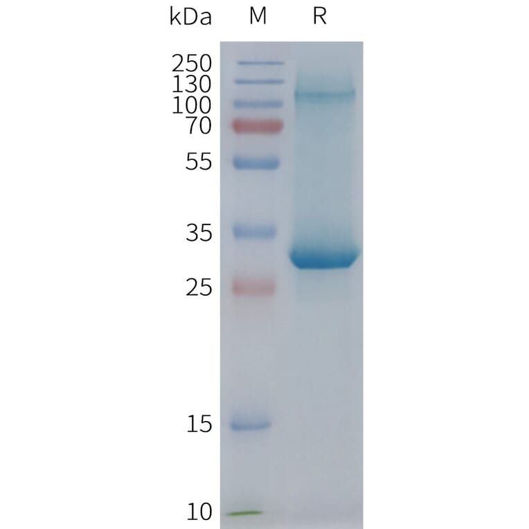 SDS-PAGE - Synthetic Nanodisc Human EMR2 Protein (A317337) - Antibodies.com