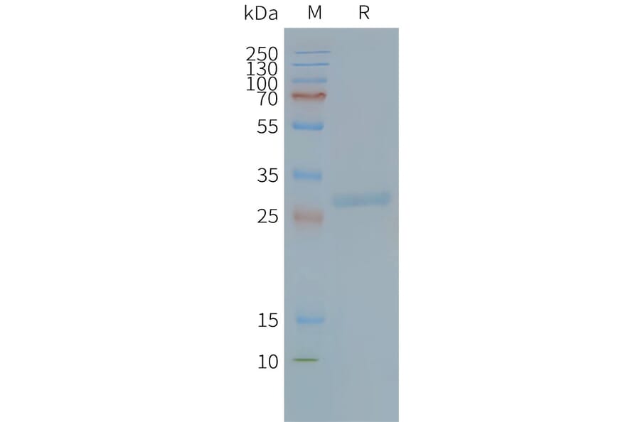 SDS-PAGE - Synthetic Nanodisc Human Tspan-8 Protein (A317338) - Antibodies.com