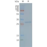 SDS-PAGE - Synthetic Nanodisc Human Tspan-8 Protein (A317338) - Antibodies.com