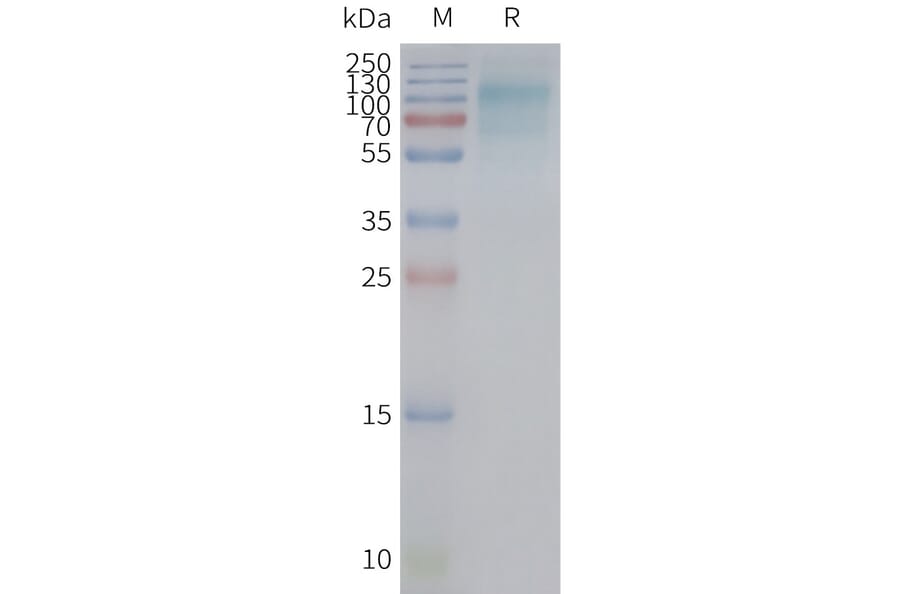 SDS-PAGE - Synthetic Nanodisc Human GLUT12 Protein (A317339) - Antibodies.com