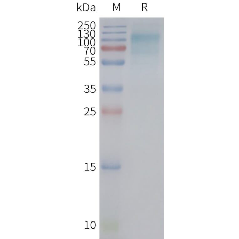 SDS-PAGE - Synthetic Nanodisc Human GLUT12 Protein (A317339) - Antibodies.com