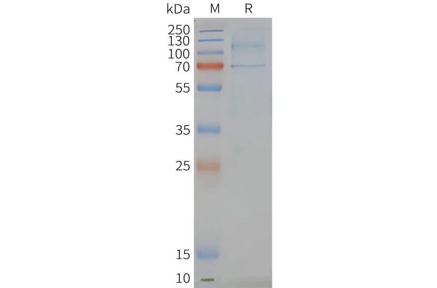 SDS-PAGE - Synthetic Nanodisc Human GPCR LGR6 Protein (A317343) - Antibodies.com