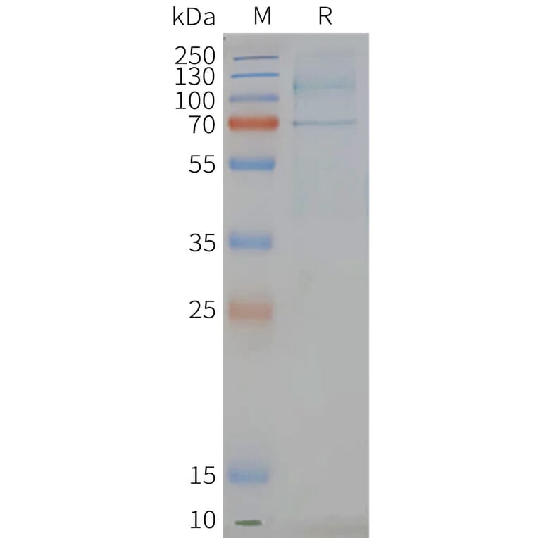 SDS-PAGE - Synthetic Nanodisc Human GPCR LGR6 Protein (A317343) - Antibodies.com