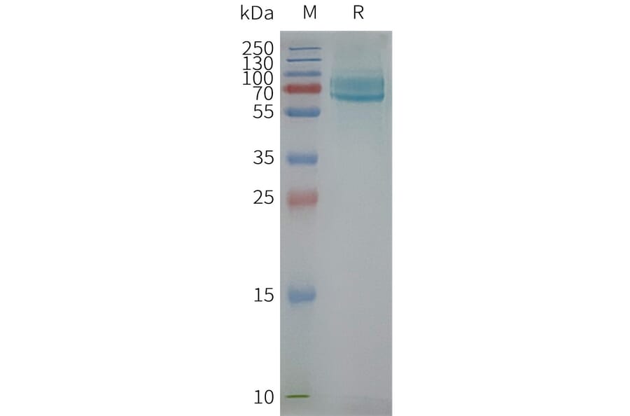 SDS-PAGE - Synthetic Nanodisc Human CD39 Protein (A317344) - Antibodies.com