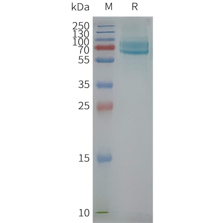 SDS-PAGE - Synthetic Nanodisc Human CD39 Protein (A317344) - Antibodies.com