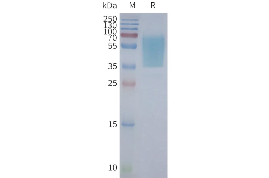 SDS-PAGE - Synthetic Nanodisc Human GPCR GPR55 Protein (A317348) - Antibodies.com