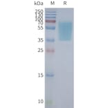 SDS-PAGE - Synthetic Nanodisc Human GPCR GPR55 Protein (A317348) - Antibodies.com