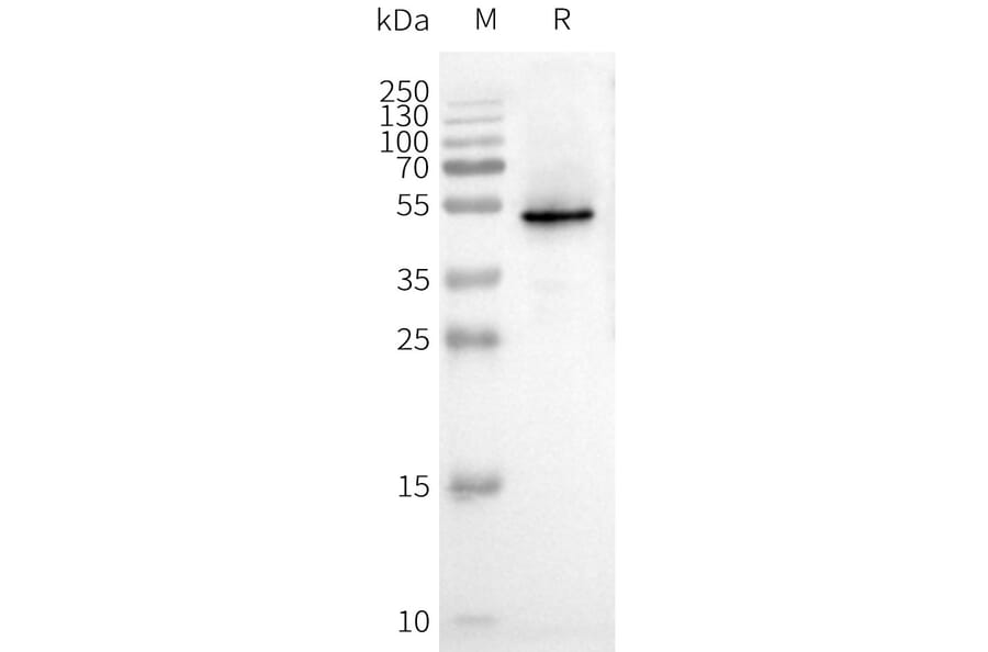 Western Blot - Synthetic Nanodisc Human CXCR3 Protein (A317349) - Antibodies.com