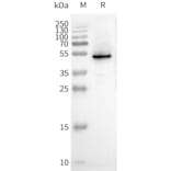 Western Blot - Synthetic Nanodisc Human CXCR3 Protein (A317349) - Antibodies.com