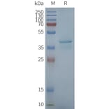 SDS-PAGE - Synthetic Nanodisc Human STING Protein (A317350) - Antibodies.com