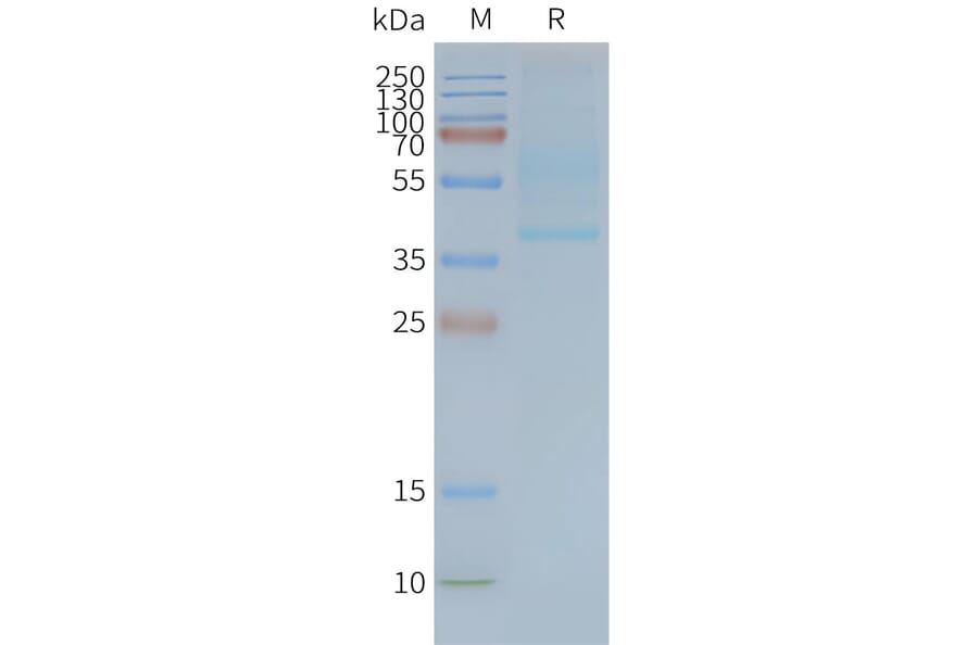 SDS-PAGE - Synthetic Nanodisc Human CD47 Protein (A317351) - Antibodies.com