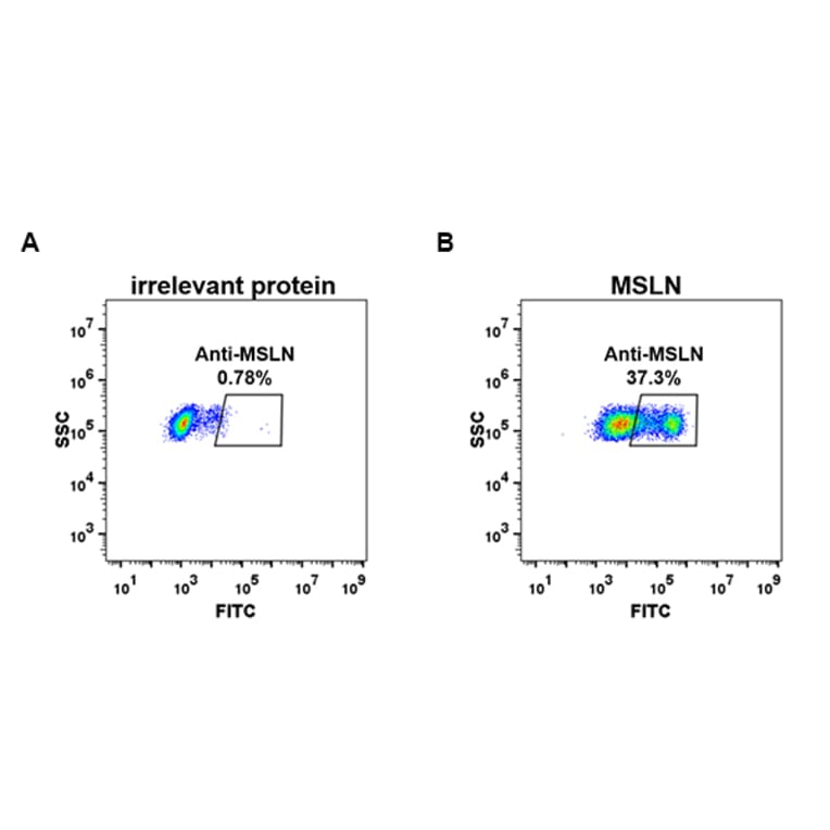 Flow Cytometry - Anti-Mesothelin Antibody [DM73] - BSA and Azide free (A317389) - Antibodies.com