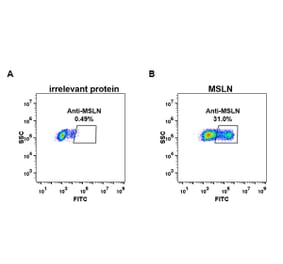 Flow Cytometry - Anti-Mesothelin Antibody [DM71] - BSA and Azide free (A317392) - Antibodies.com