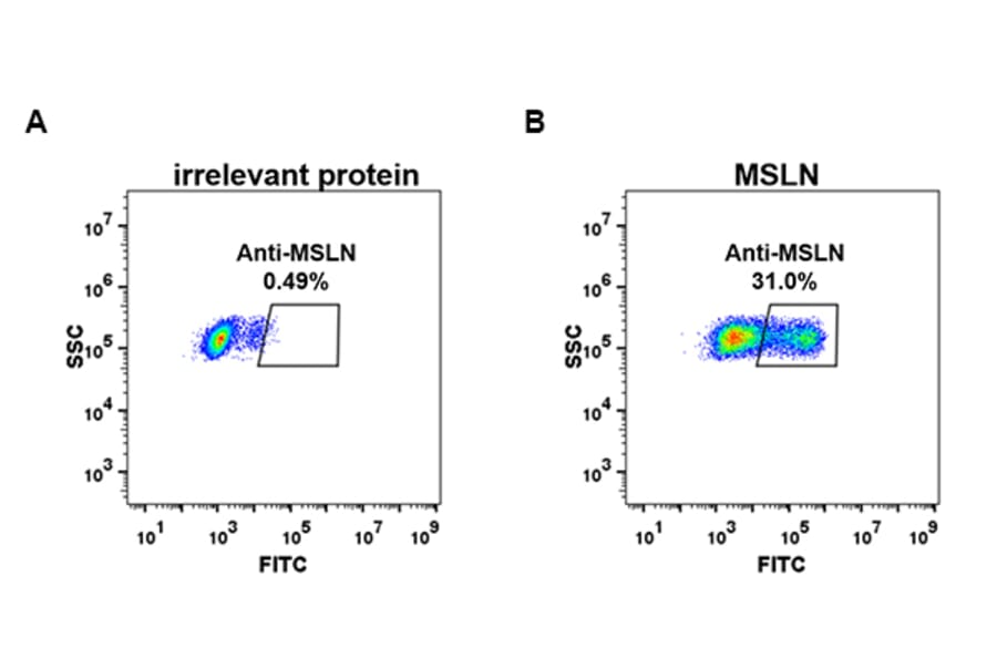 Flow Cytometry - Anti-Mesothelin Antibody [DM71] - BSA and Azide free (A317392) - Antibodies.com