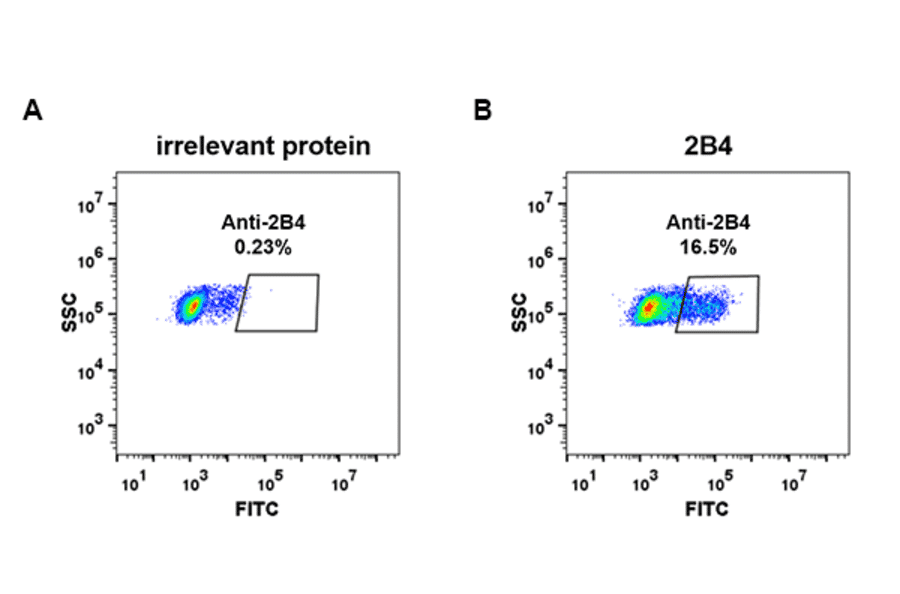 Flow Cytometry - Anti-2B4 Antibody [DM70] - Azide free (A317394) - Antibodies.com