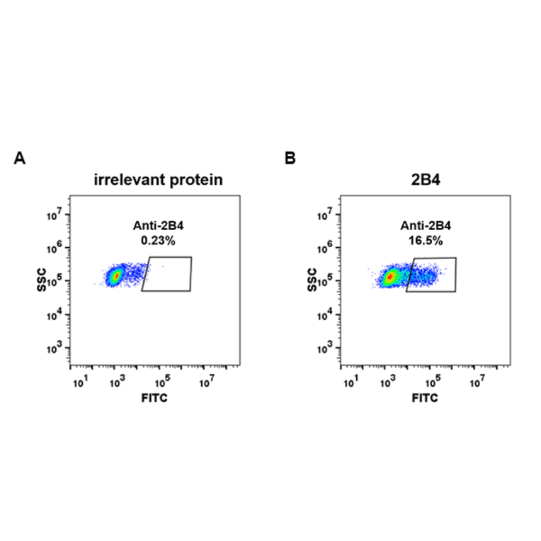 Flow Cytometry - Anti-2B4 Antibody [DM70] - Azide free (A317394) - Antibodies.com