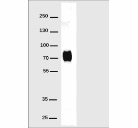 Western Blot - Anti-His Tag Antibody [DM1] - Azide free (A317439) - Antibodies.com