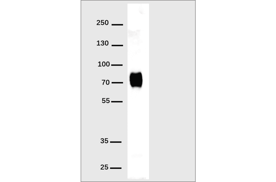 Western Blot - Anti-His Tag Antibody [DM1] - Azide free (A317439) - Antibodies.com