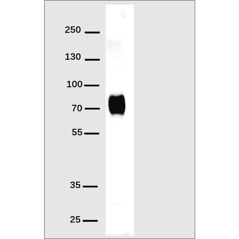 Western Blot - Anti-His Tag Antibody [DM1] - Azide free (A317439) - Antibodies.com