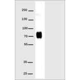 Western Blot - Anti-His Tag Antibody [DM1] - Azide free (A317439) - Antibodies.com