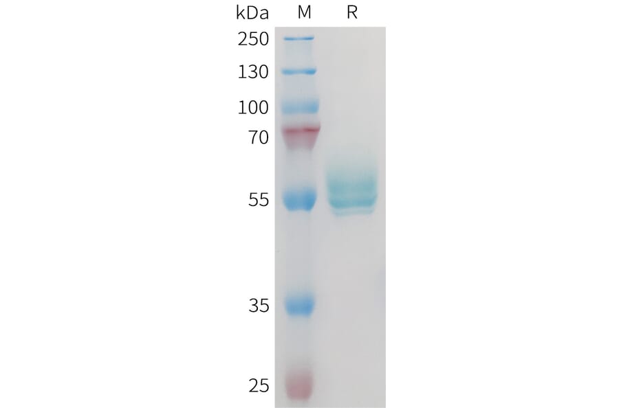 SDS-PAGE - Recombinant Mouse TNFSF15/TL1A Protein (Fc Tag) (A317440) - Antibodies.com