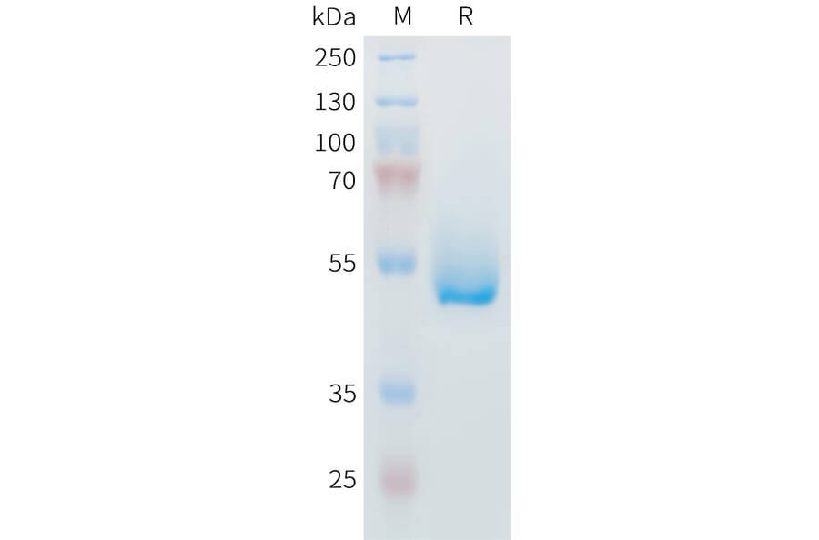 SDS-PAGE - Recombinant Mouse IL-6 Protein (Fc Tag) (A317442) - Antibodies.com