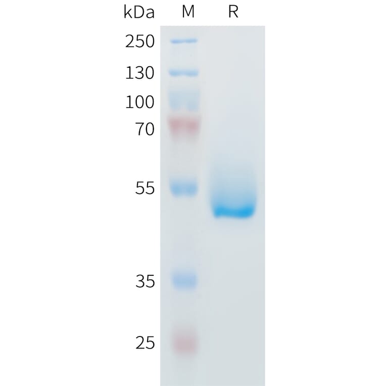 SDS-PAGE - Recombinant Mouse IL-6 Protein (Fc Tag) (A317442) - Antibodies.com