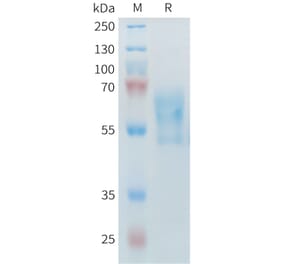 SDS-PAGE - Recombinant Mouse PD1 Protein (Fc Tag) (A317443) - Antibodies.com