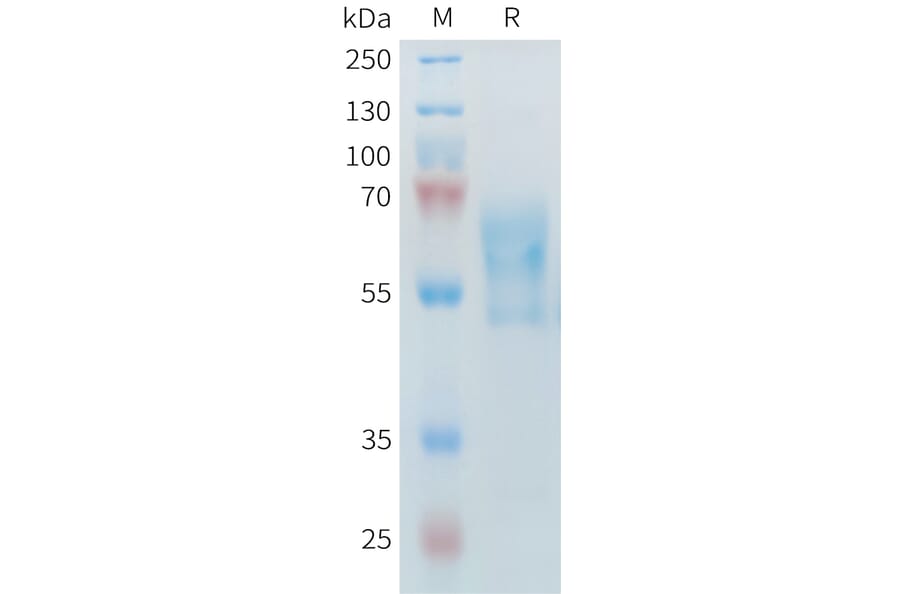 SDS-PAGE - Recombinant Mouse PD1 Protein (Fc Tag) (A317443) - Antibodies.com