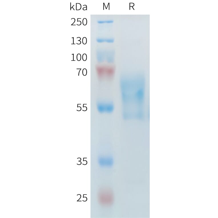 SDS-PAGE - Recombinant Mouse PD1 Protein (Fc Tag) (A317443) - Antibodies.com