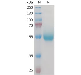 SDS-PAGE - Recombinant Mouse CD70 Protein (Fc Tag) (A317447) - Antibodies.com