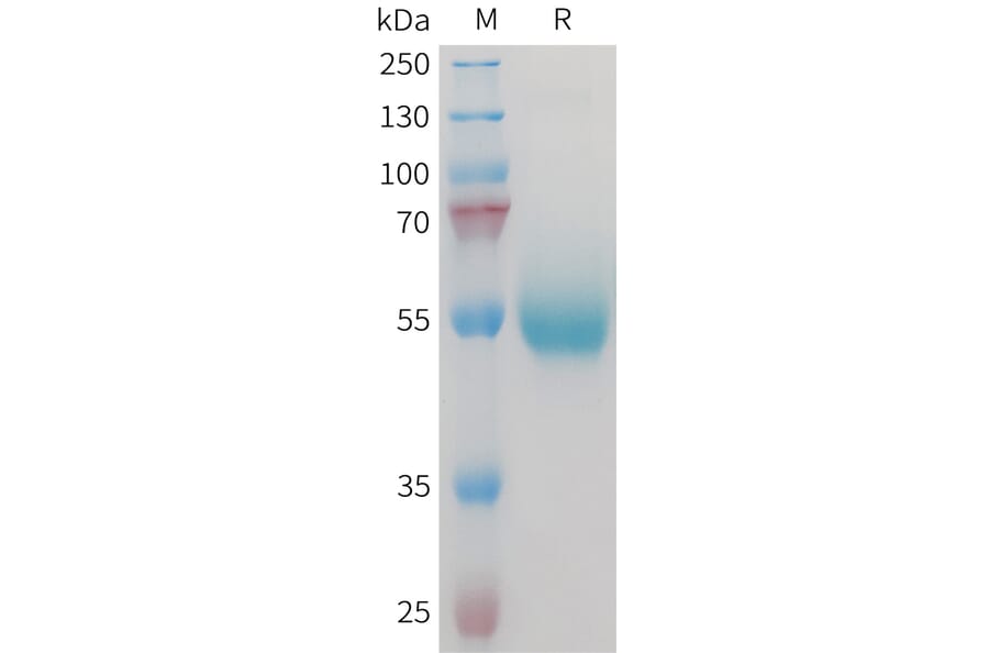 SDS-PAGE - Recombinant Mouse CD70 Protein (Fc Tag) (A317447) - Antibodies.com