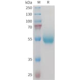 SDS-PAGE - Recombinant Mouse CD70 Protein (Fc Tag) (A317447) - Antibodies.com