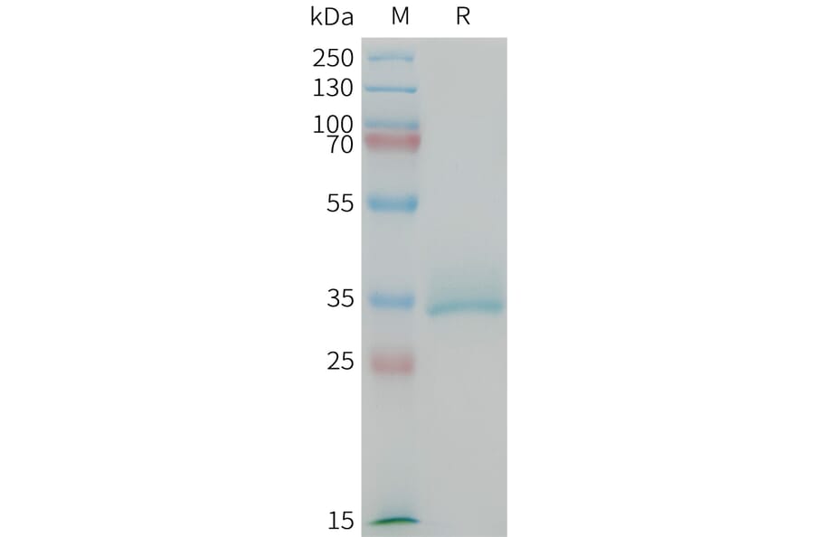 SDS-PAGE - Recombinant Mouse CGRP-1 Protein (Fc Tag) (A317449) - Antibodies.com