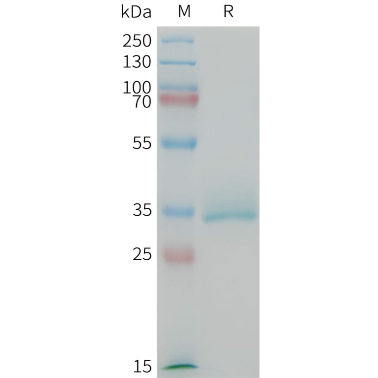 SDS-PAGE - Recombinant Mouse CGRP-1 Protein (Fc Tag) (A317449) - Antibodies.com