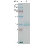 SDS-PAGE - Recombinant Mouse CGRP-1 Protein (Fc Tag) (A317449) - Antibodies.com