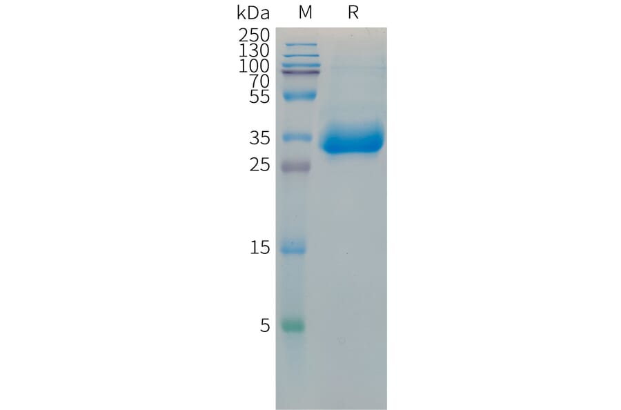 SDS-PAGE - Recombinant Mouse Histone H1.2 Protein (Fc Tag) (A317451) - Antibodies.com