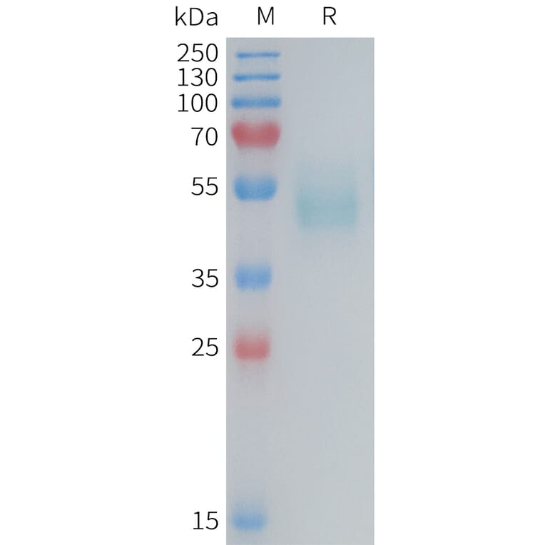 SDS-PAGE - Recombinant Mouse TSLP Protein (Fc Tag) (A317452) - Antibodies.com