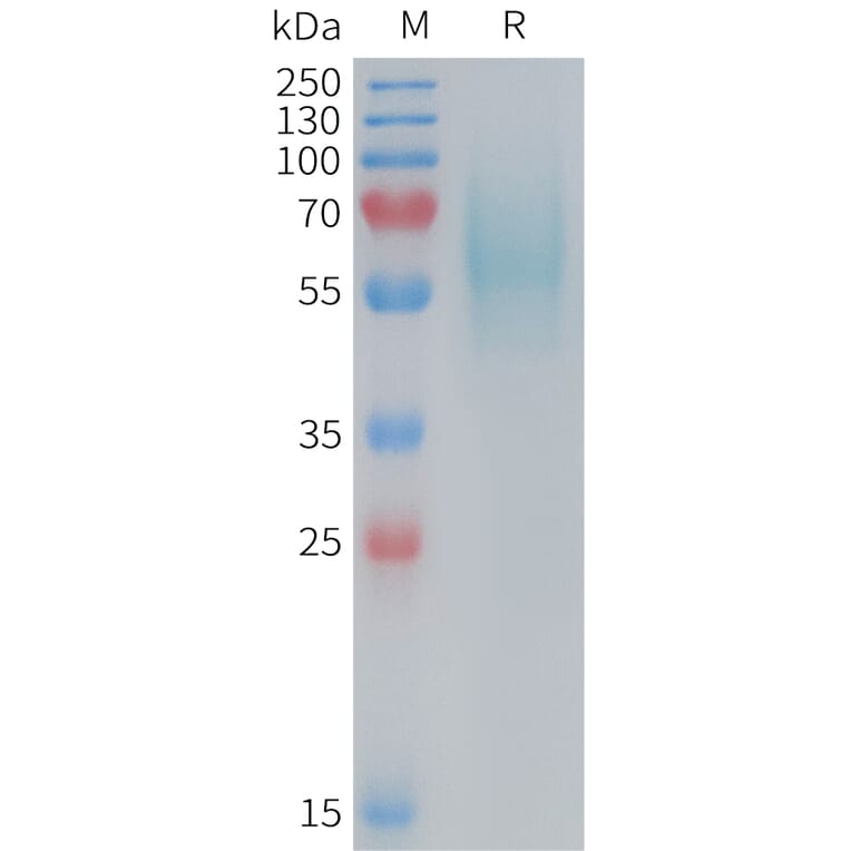 SDS-PAGE - Recombinant Mouse 5T4 Protein (6×His Tag) (A317453) - Antibodies.com