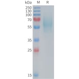 SDS-PAGE - Recombinant Mouse 5T4 Protein (6×His Tag) (A317453) - Antibodies.com