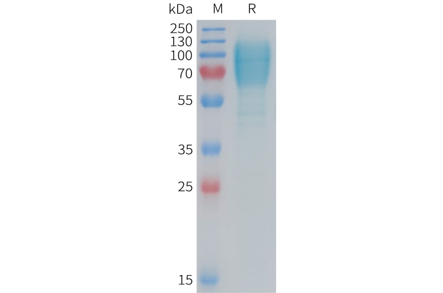 SDS-PAGE - Recombinant Mouse GC-C Protein (6×His Tag) (A317455) - Antibodies.com