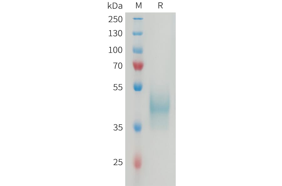 SDS-PAGE - Recombinant Mouse CD24 Protein (Fc Tag) (A317463) - Antibodies.com