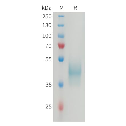 SDS-PAGE - Recombinant Mouse CD24 Protein (Fc Tag) (A317463) - Antibodies.com