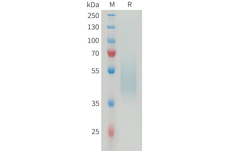 SDS-PAGE - Recombinant Mouse B7H4 Protein (6×His Tag) (A317464) - Antibodies.com