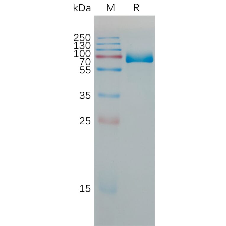 SDS-PAGE - Recombinant Mouse PD-L1 Protein (Fc Tag) (A317465) - Antibodies.com