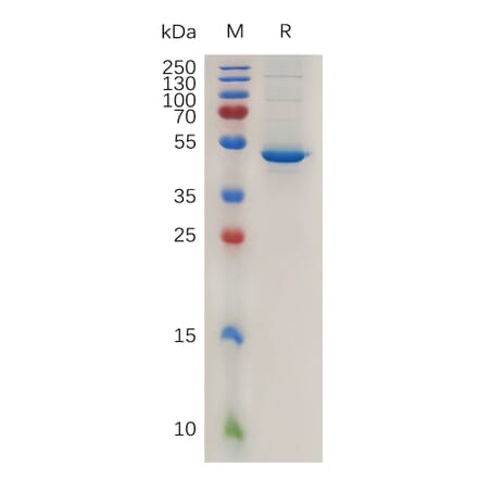 SDS-PAGE - Recombinant Mouse BAFF Protein (Fc Tag) (A317468) - Antibodies.com