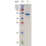 SDS-PAGE - Recombinant Mouse BAFF Protein (Fc Tag) (A317468) - Antibodies.com