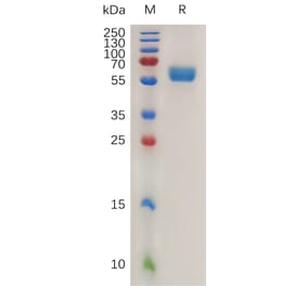 SDS-PAGE - Recombinant Mouse 4-1BBL Protein (Fc Tag) (A317469) - Antibodies.com