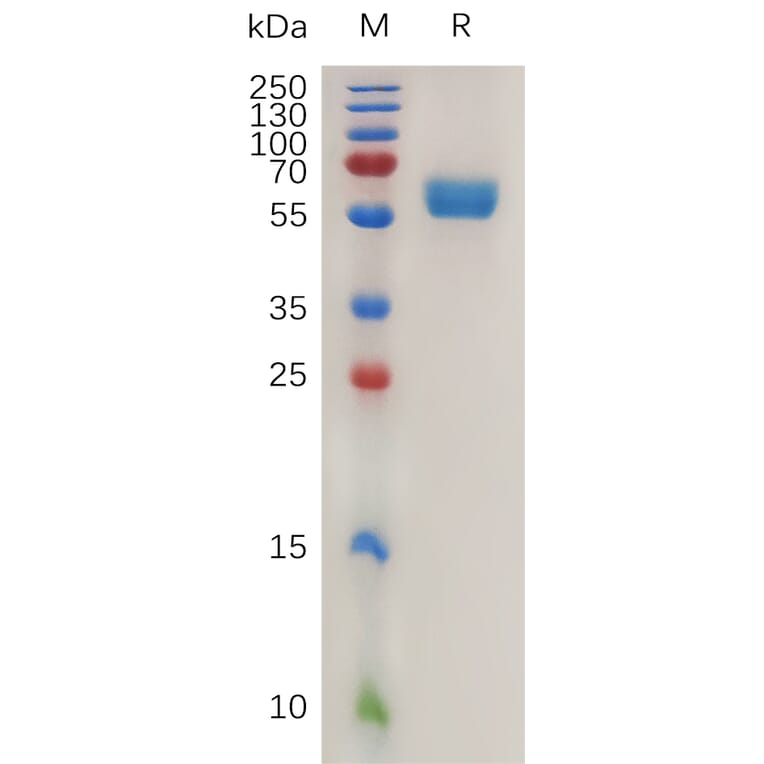 SDS-PAGE - Recombinant Mouse 4-1BBL Protein (Fc Tag) (A317469) - Antibodies.com